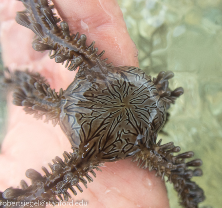 Brittlestar